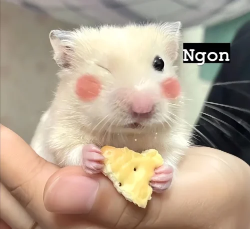 Meme chuột 15