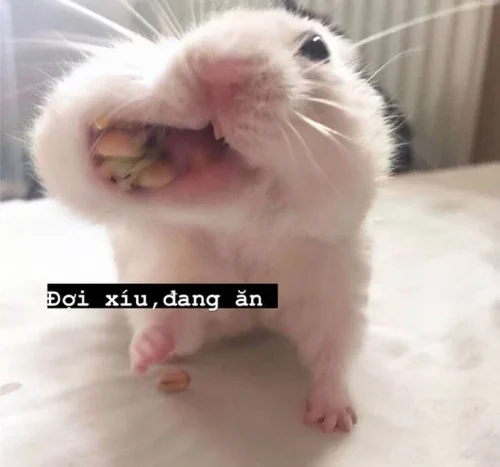 Meme chuột 17
