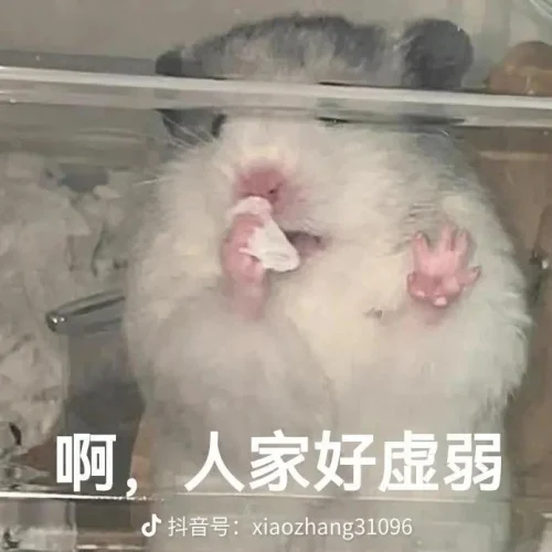 Meme chuột 19