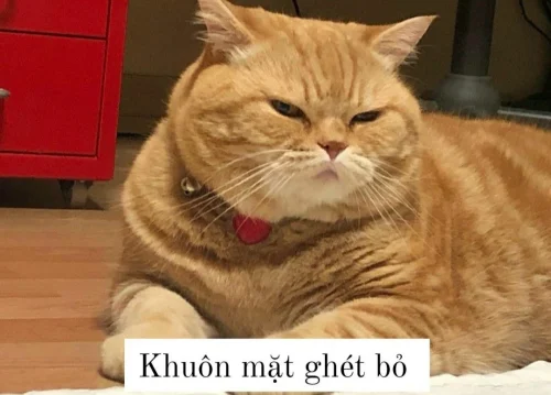 Meme cuối tuần 5