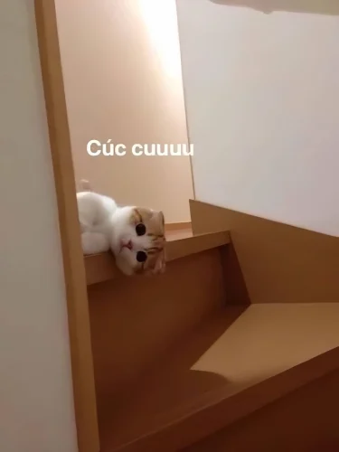 Meme cuối tuần 8