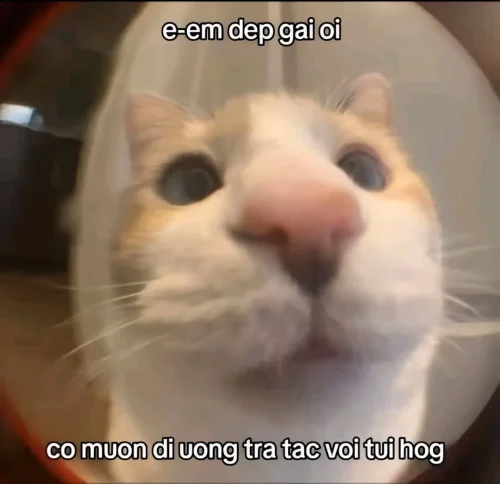 Meme cuối tuần 21