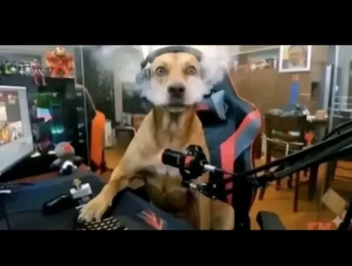 Meme Độ Mixi 6