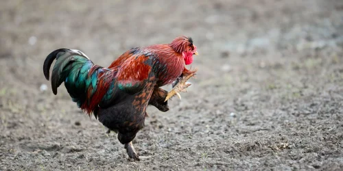 Gà trống lông đỏ đứng thẳng ưỡn ngực giữa bụi cỏ, vẻ tự tin quá đà