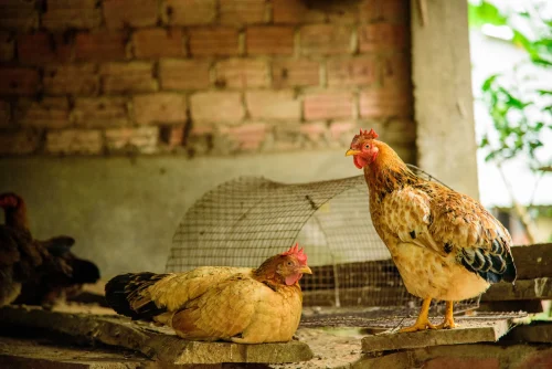 Gà trắng đeo kính râm chụp cận hơn, mào đỏ dựng cao