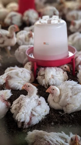 Gà trống mào đỏ chụp từ dưới lên trong phòng ngủ, dáng như đang xông tới