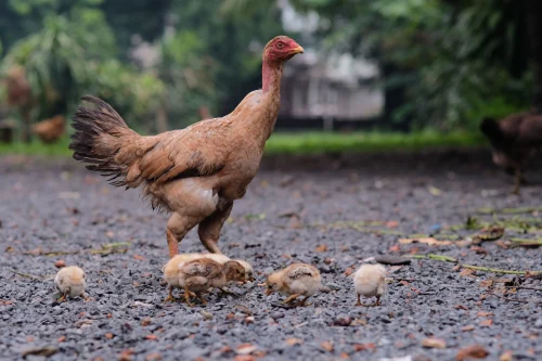 Gà ghép thân người mặc áo phao đen phồng, dáng đứng thẳng như người