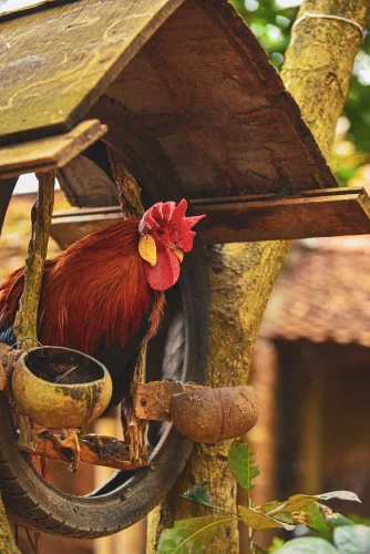 Gà trống ghép môi người đỏ chót, biểu cảm khó tả