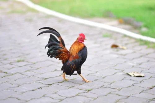 Gà vẽ cơ bắp cuồn cuộn tạo dáng gồng kèm chữ Nhật, nền vàng