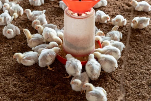 Gà mái mặc tạp dề hầu gái đứng trên bàn ăn, dáng chỉnh tề