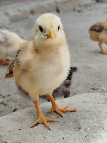 Gà trắng mặc áo sọc đeo dây yếm đứng trong bếp, dáng như người