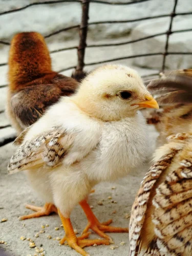 Gà con lông vàng đội tóc giả đen kiểu bát úp, mặt đơ