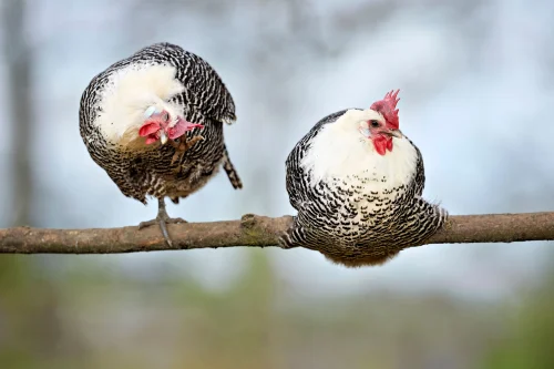 Người que vẽ tay quàng vai gà mái, nền trắng