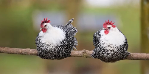 Gà trống lông dựng đứng tua tủa như tóc rối, nhìn thẳng