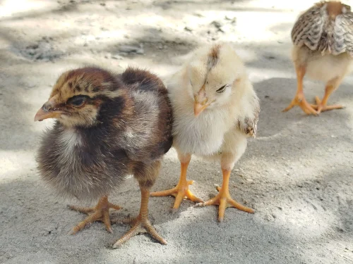 Gà dựng bằng khói ngồi thiền trên đĩa tro, hình mờ ảo