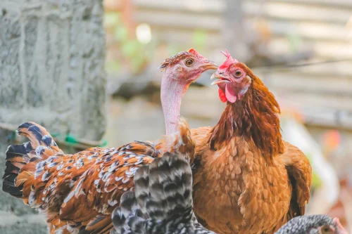 Gà nâu chụp cận mặt ngược sáng lúc hoàng hôn, mắt long lanh