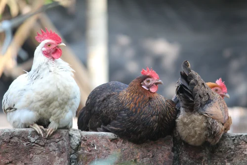 Gà con lông vàng đội tóc giả đen bát úp, chụp cận mặt