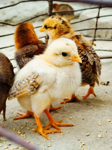 Gà trống ghép tóc vàng chải ngược, mào đỏ dài rủ xuống