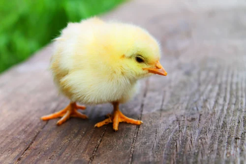 Gà trống trắng chạy nghiêng người trên sân, dáng lao đi