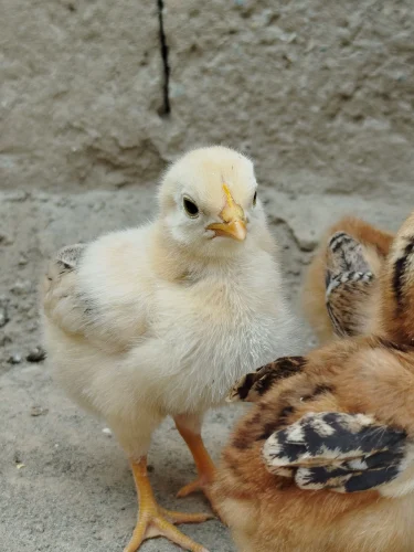 Gà trắng ghép tay người che miệng, kiểu ngại ngùng