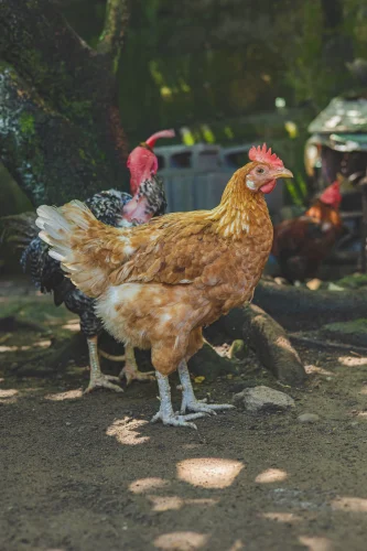 Gà nâu ghép mắt người nhìn nghiêng, mào đỏ lệch một bên