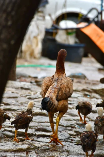 Gà nhựa đồ chơi vàng há mỏ đỏ chụp sát, nhìn dữ tợn