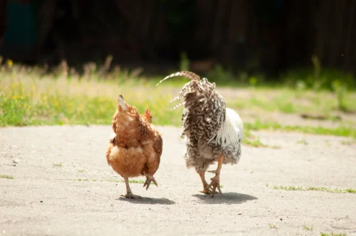 Gà trắng chạy nhoè kèm chữ "gtg gtg gtg" lặp lại, kiểu chuồn nhanh