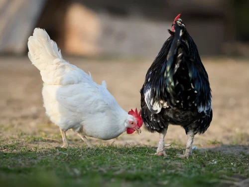 Gà làm sẵn ghép chân người đeo vòng hoa đỏ, đứng cạnh bàn