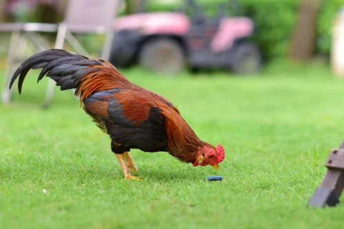 Gà nâu ghép mào đỏ phóng to méo mó, mặt biến dạng