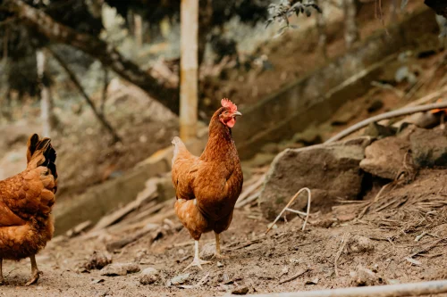Gà ghép mặt người kèm chữ "ente kandang — kandang ente"