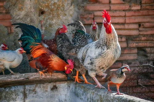 Gà mái nâu ghép hai cánh tay người đang tung ba quả trứng