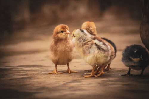 Ảnh chế "CHICKEN GAME — Đừng nhìn vào con gà" kèm chữ GAME OVER
