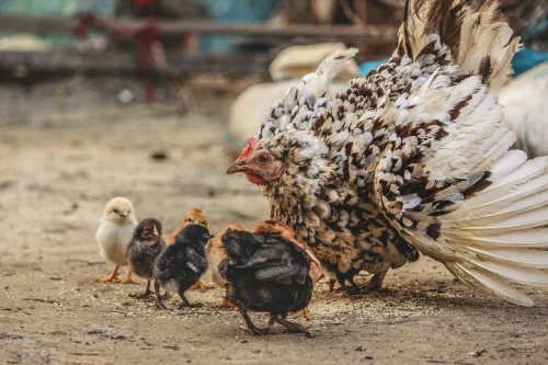 Gà nâu ghép hai bàn tay xanh lá đang giơ lên hai bên đầu