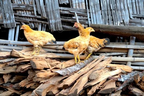 Gà trắng chụp nhoè nhìn thẳng qua mép bàn