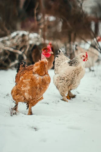 Gà trống mào đỏ sau song sắt kèm chữ "Vendo gallo marca Nike"