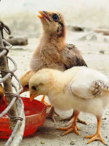 Gà mái nâu vẽ nét đơn giản đang tắm dưới vòi sen, đội nơ đỏ
