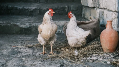 Ảnh chế hai khung: "Lúc mới quen: bị câm" và "Thân nhau rồi: bla blo pằng pằng"