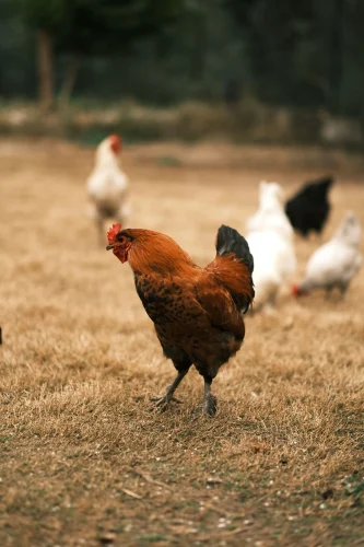 Ghép "Reality Behind Your Food": gà sống ở trên, món gà và trứng ở dưới