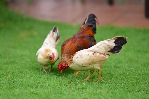Gà mái nâu trên đôi giày thể thao kèm chữ "AGUS FRIED CHICKEN" khoanh đỏ