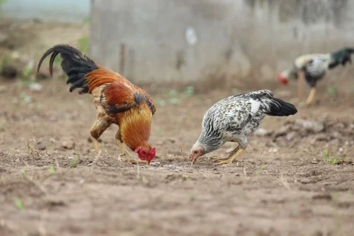 Gà vẽ đeo kính râm trên nền đỏ kèm chữ "i'm not cocky, i'm just confident"