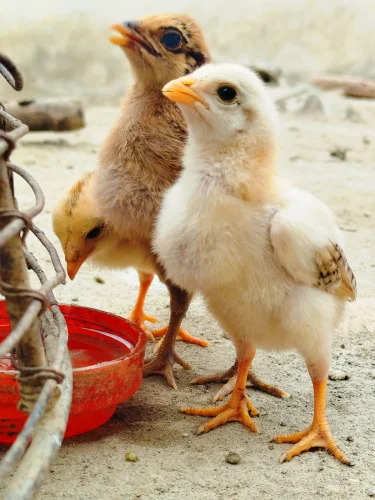 Gà vẽ đeo kính râm trên nền cam kèm chữ "make eggs not war"