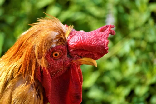 Gà mái nâu đội bông hoa trắng trên đầu, mặt ngơ ngác
