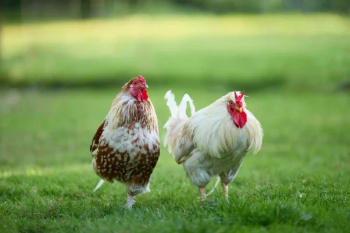 Gà mái nâu đậu trên hàng rào, ảnh chụp ngược sáng lúc hoàng hôn
