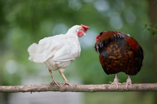 Gà trống lông xù trắng đầu bông đứng trong sân trại
