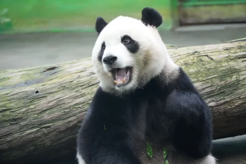Gấu trúc mặt người giơ tay chào kèm chữ Cáo Từ, dùng khi muốn rút lui khỏi cuộc trò chuyện