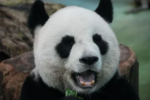 Meme gấu trúc 7