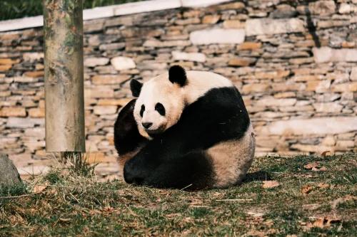 Meme gấu trúc 8