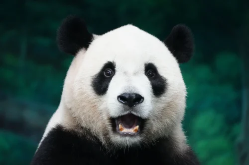 Meme gấu trúc 9