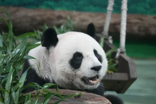 Meme gấu trúc 21