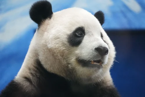 Meme gấu trúc 24